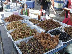 L’entomophagie, parade aux futures pénuries alimentaires