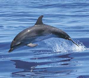 Les Suisses qui recensent les baleines et les dauphins