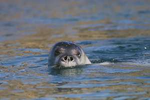 Les Suisses qui recensent les baleines et les dauphins