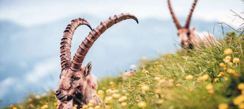 Deux bouquetin dans une prairie.