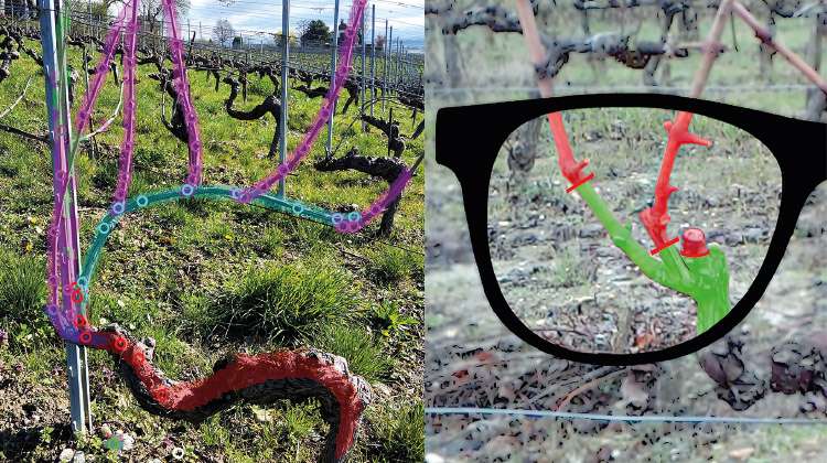Montre la vision à travers ces lunettes sur le plant de vigne.